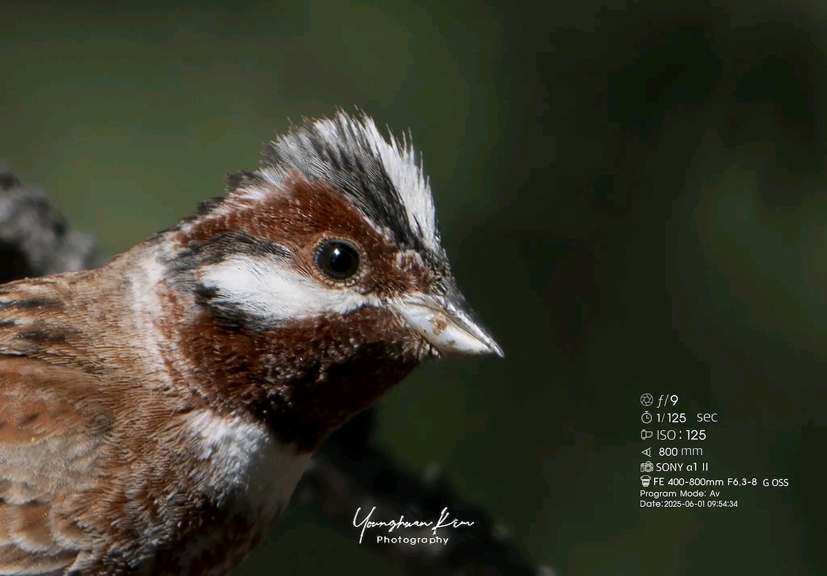 Pine Bunting - ML638167858