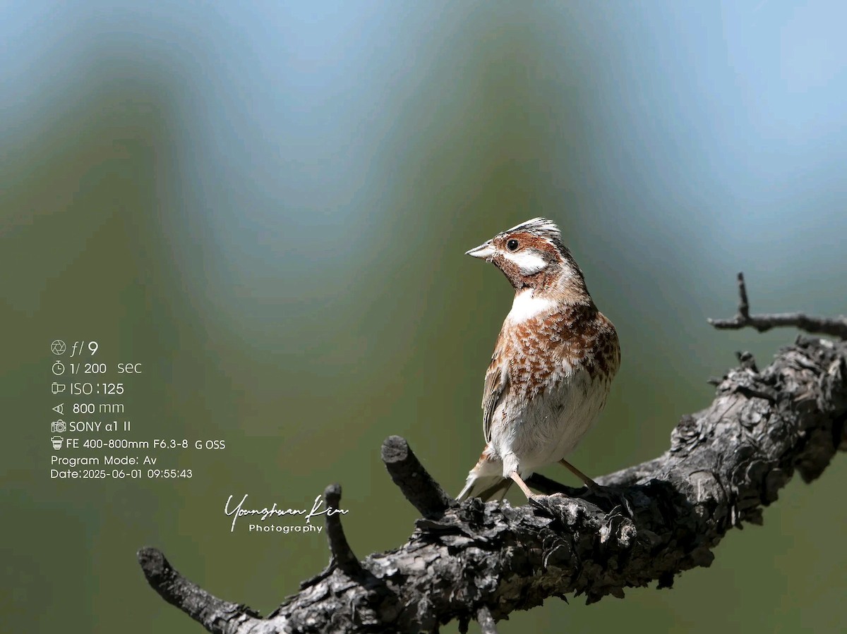 Pine Bunting - ML638167859