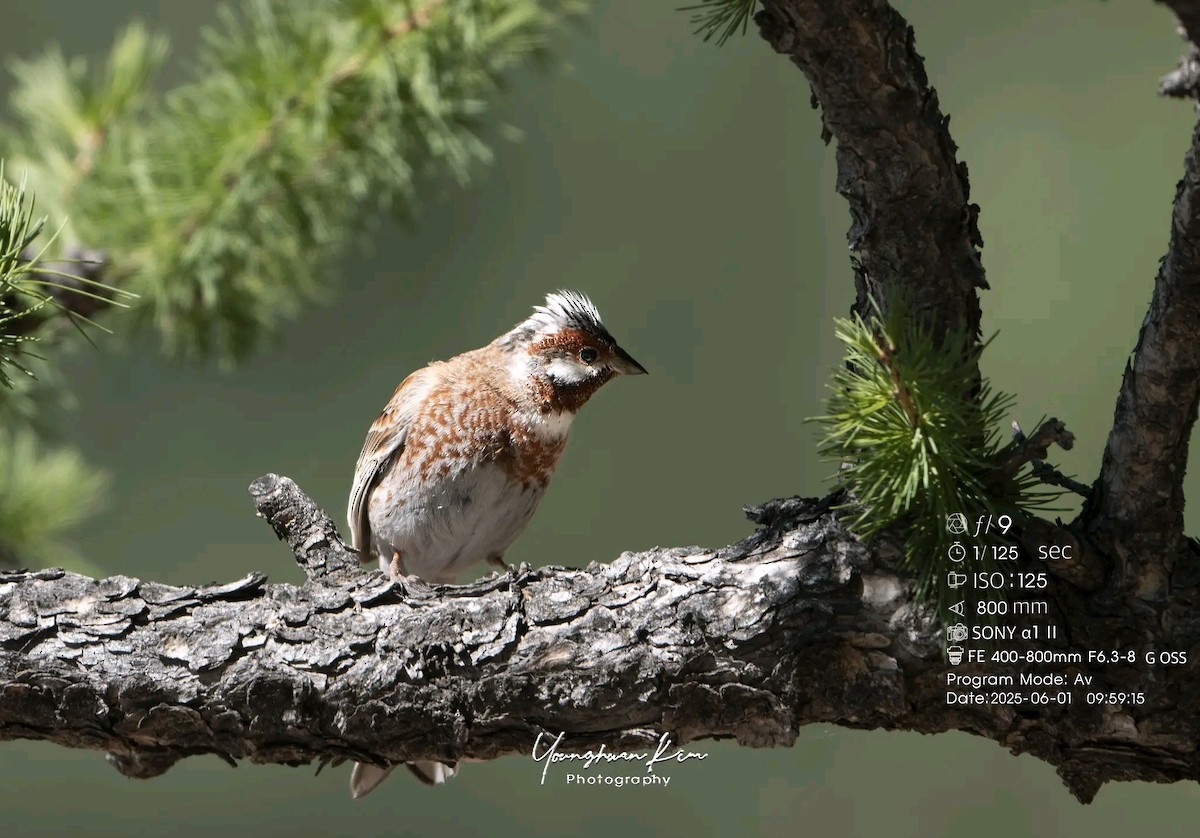 Pine Bunting - ML638167860