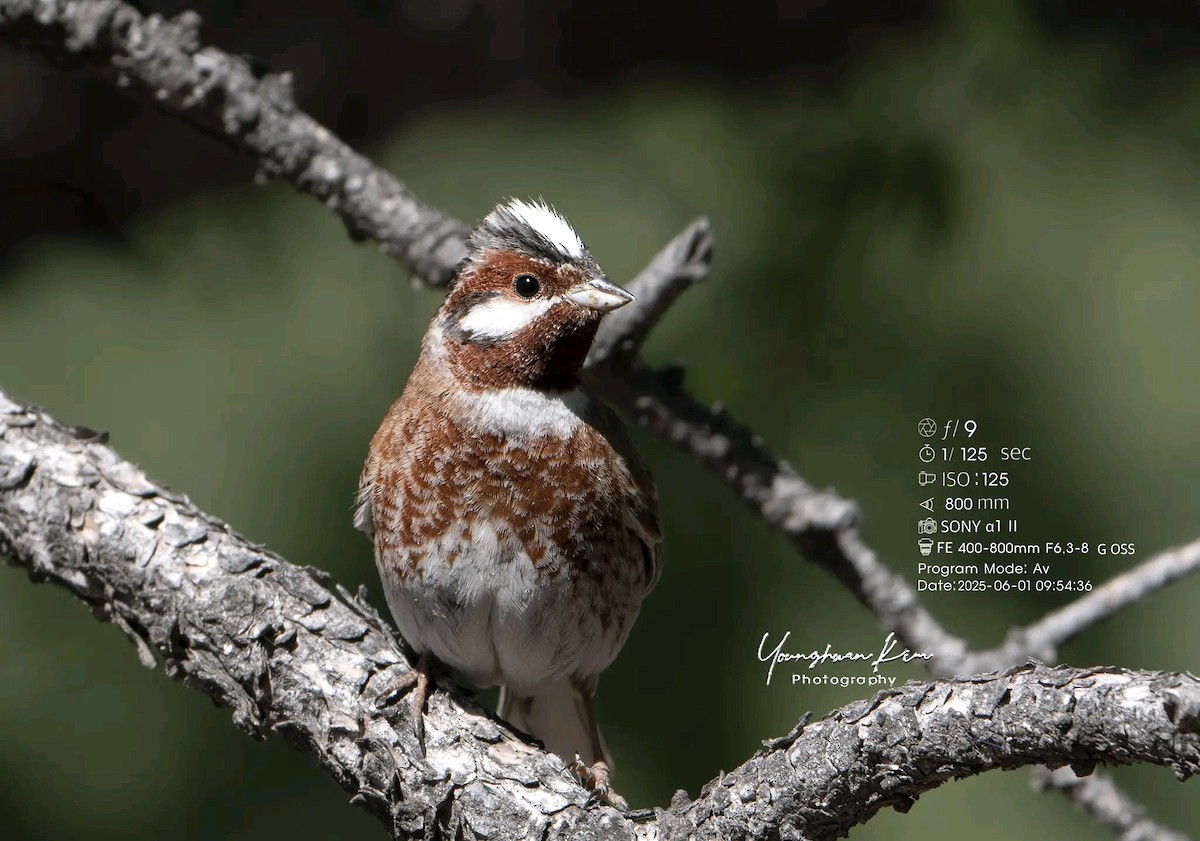 Pine Bunting - ML638167862