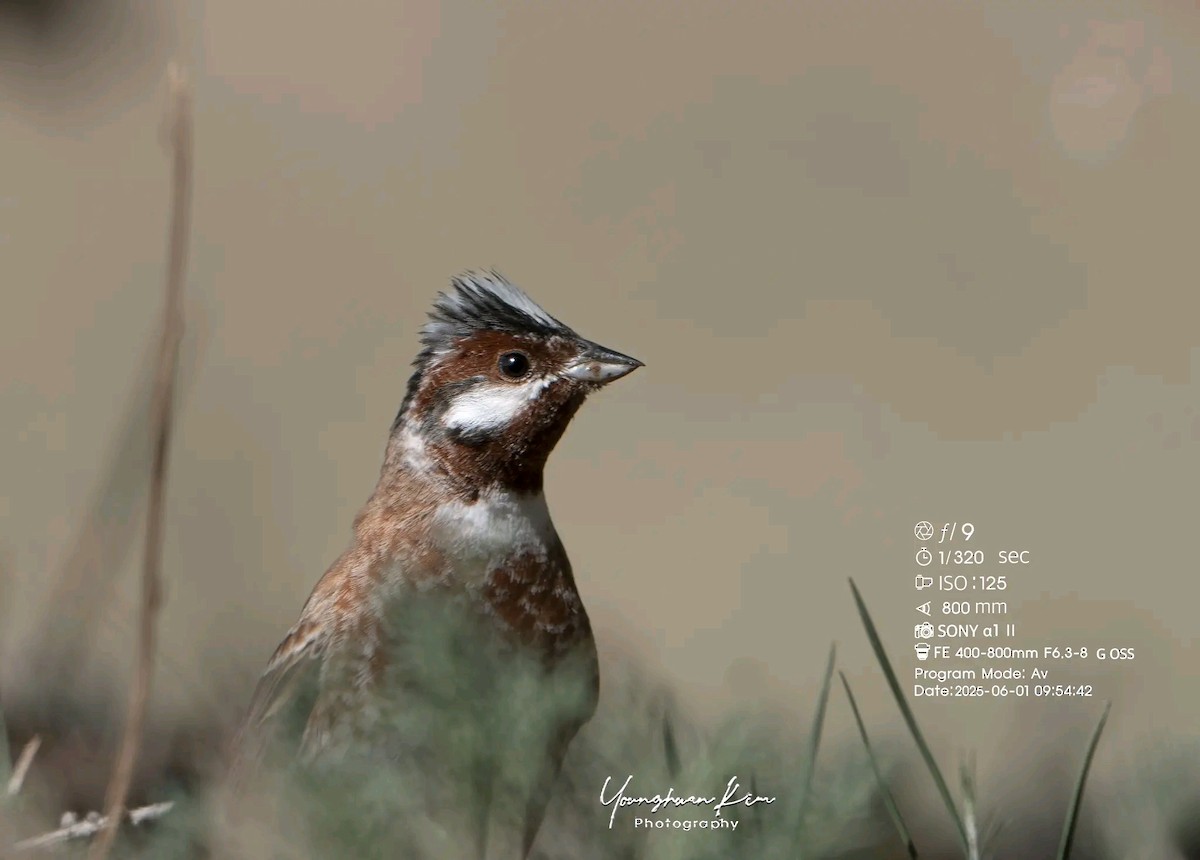 Pine Bunting - ML638167863
