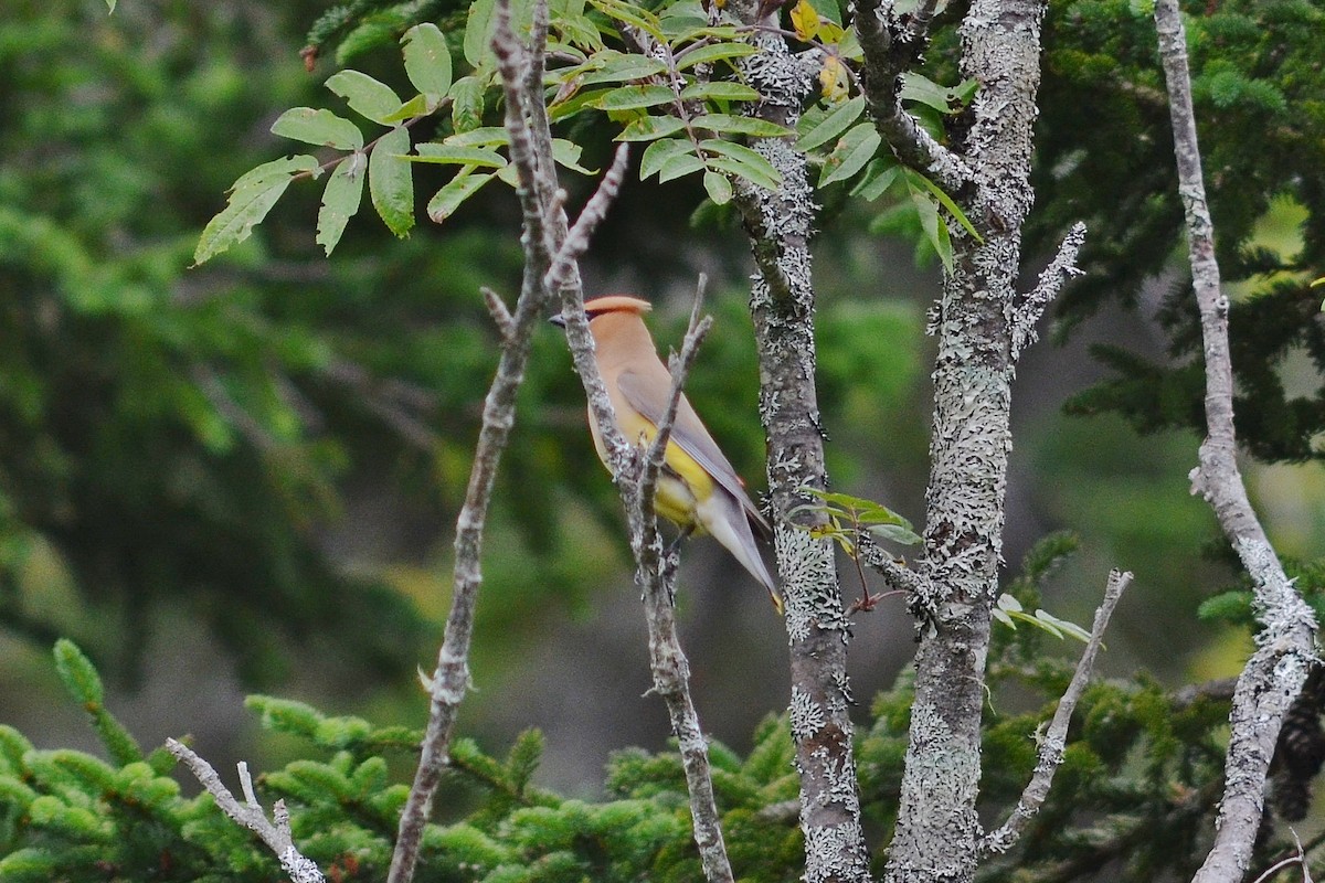 Cedar Waxwing - ML638167873
