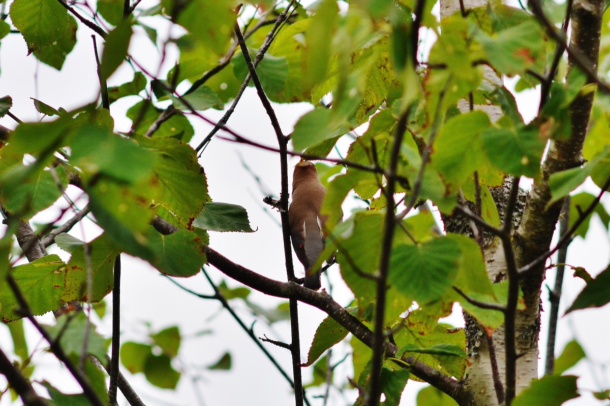 Cedar Waxwing - ML638167874