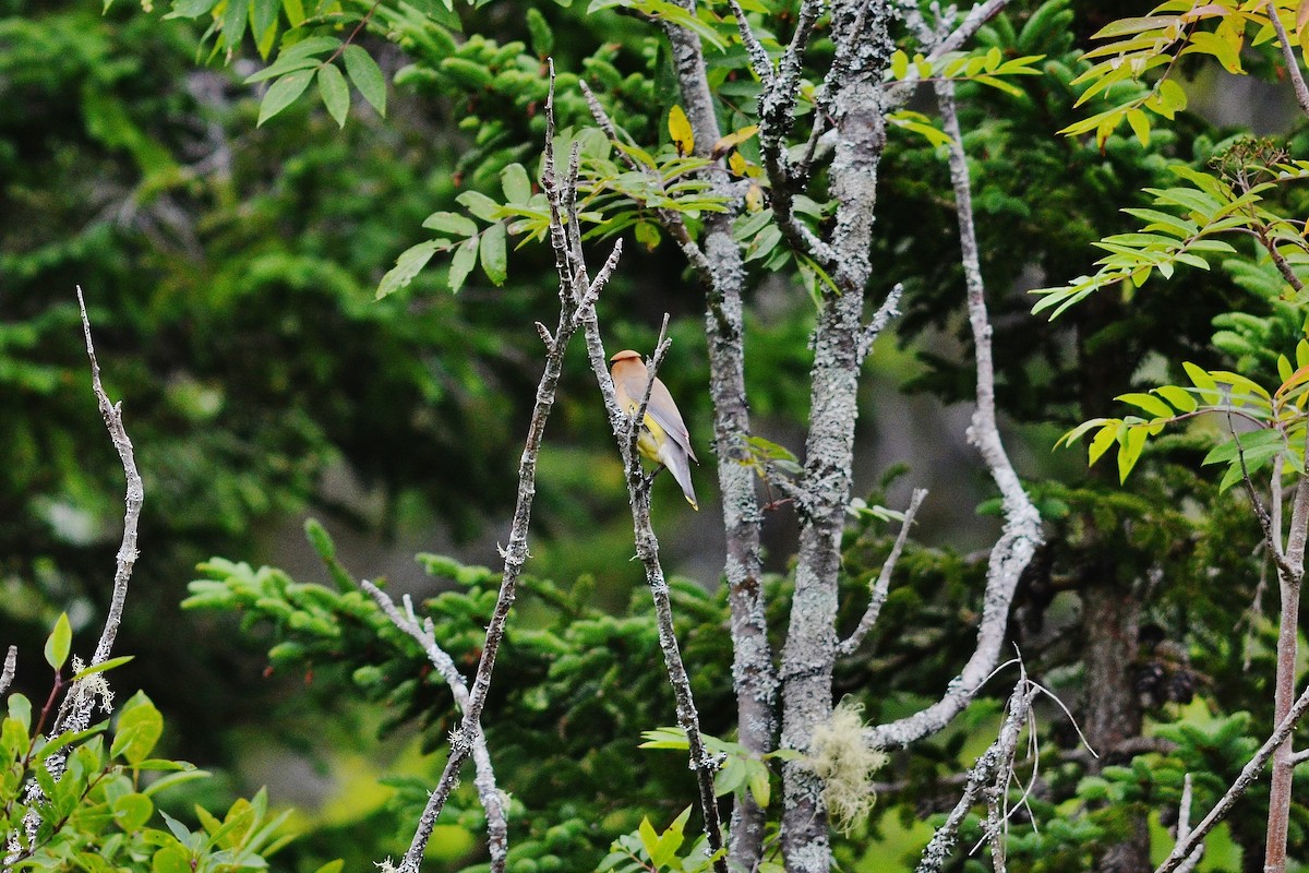 Cedar Waxwing - ML638167875