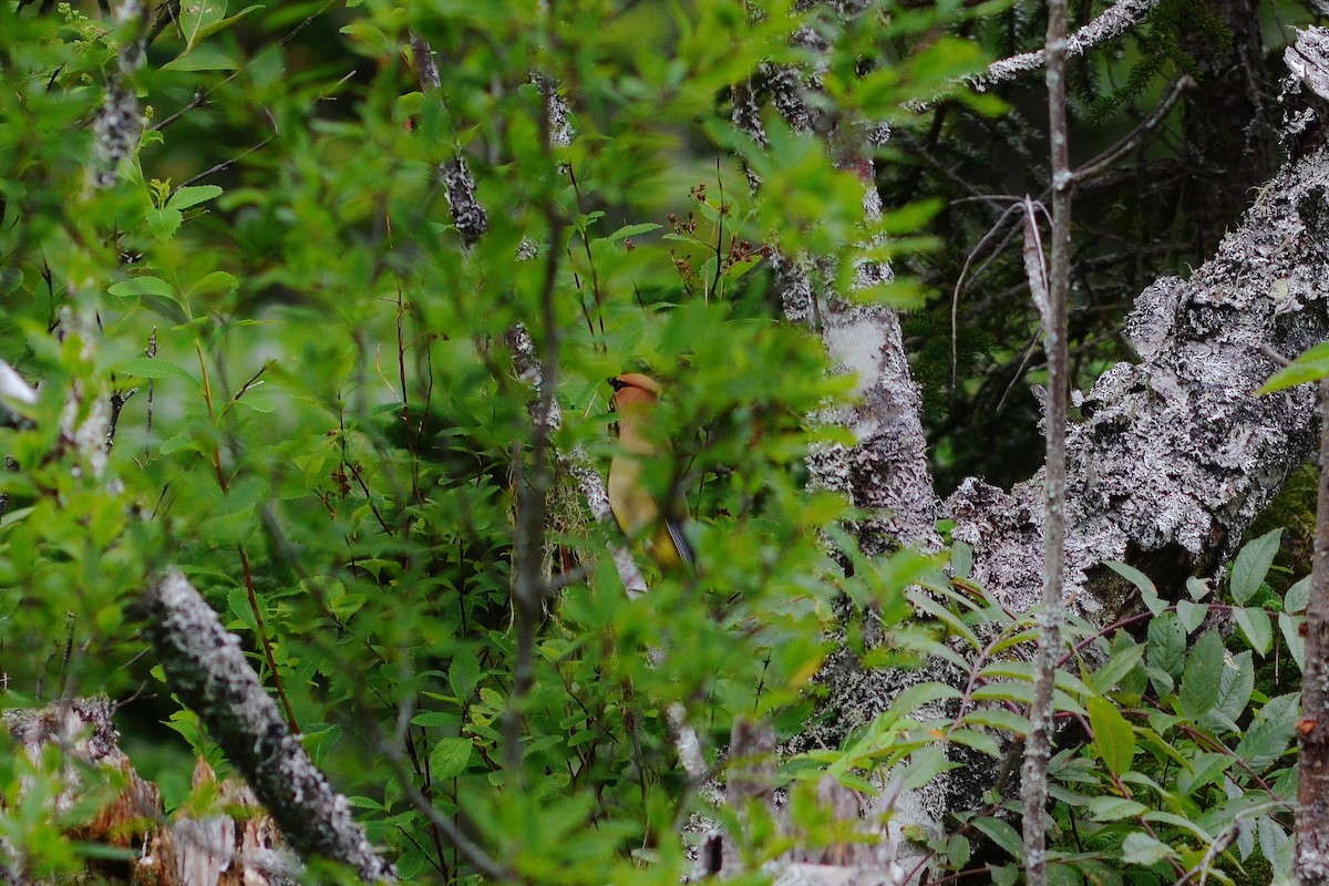 Cedar Waxwing - ML638167876