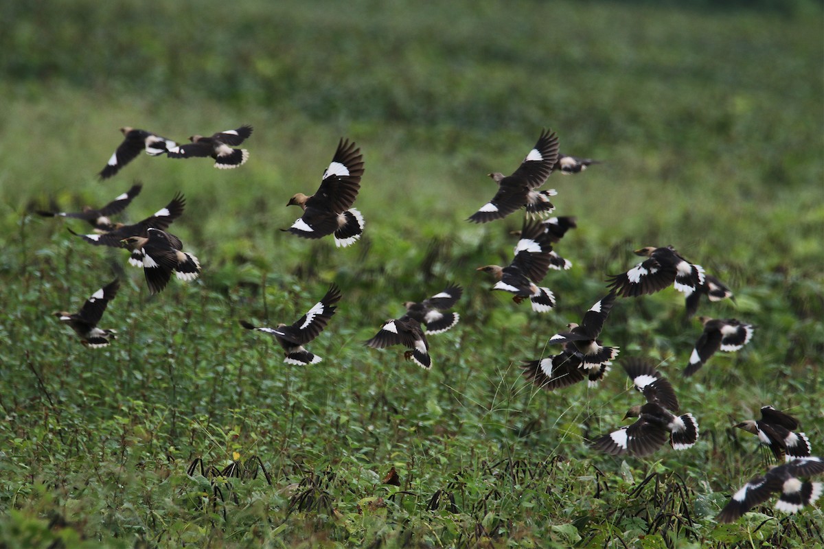 Vinous-breasted Myna - ML638167882