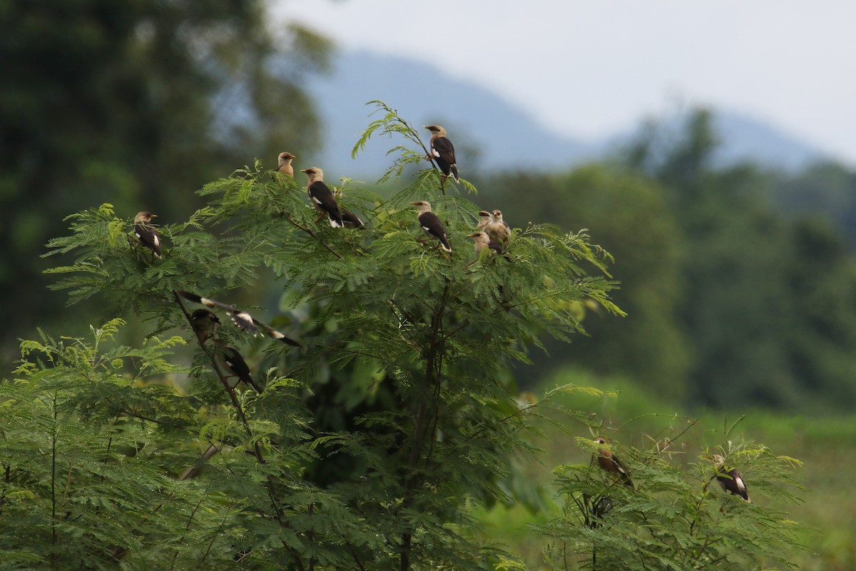 Vinous-breasted Myna - ML638167883