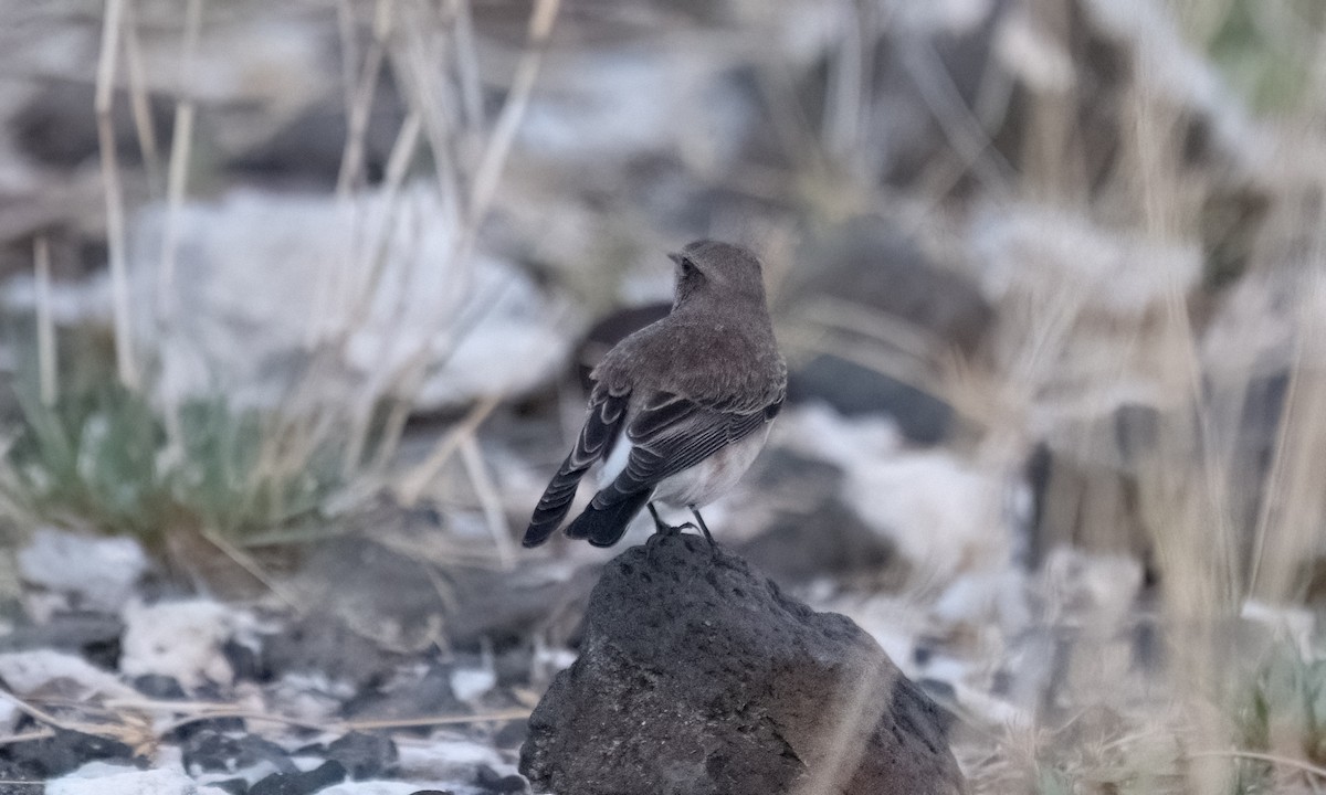 Pied Wheatear - ML638167892