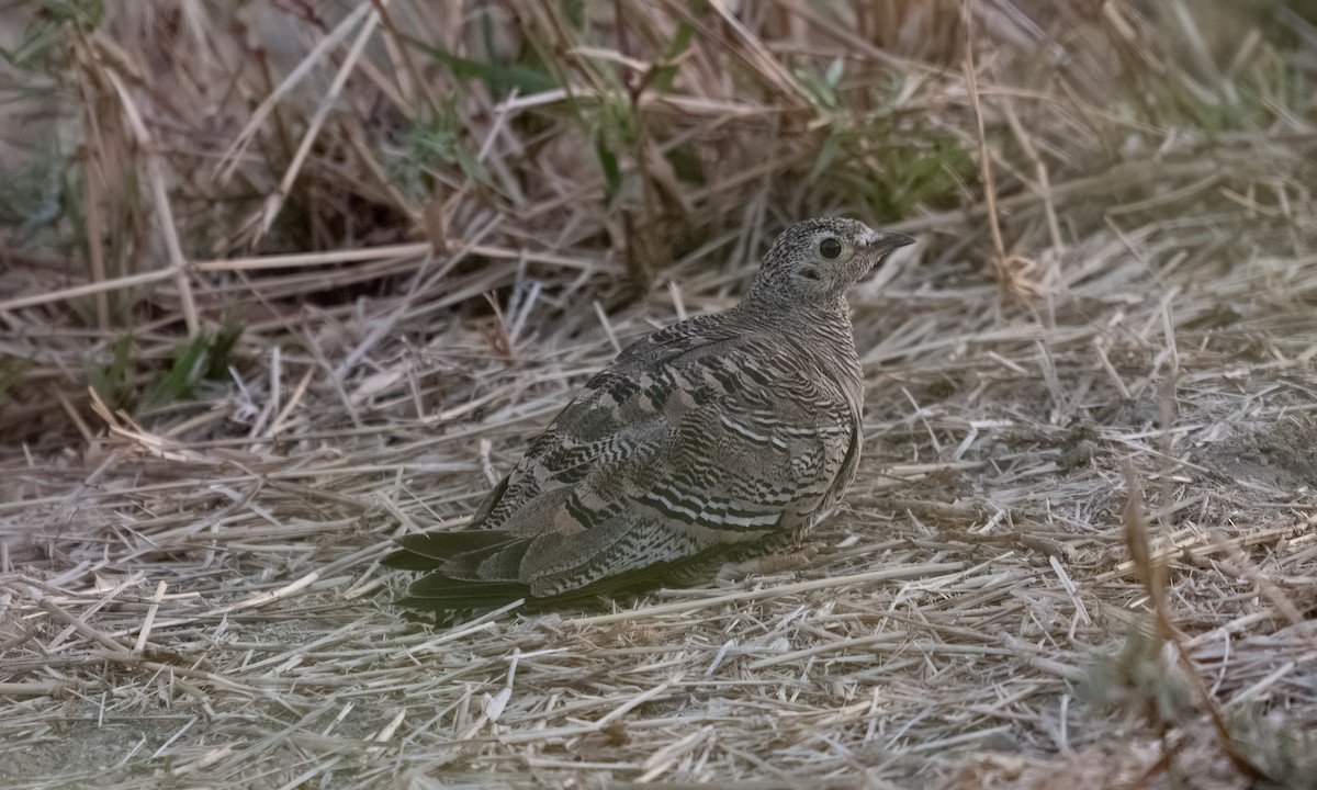 Lichtenstein's Sandgrouse - ML638167895