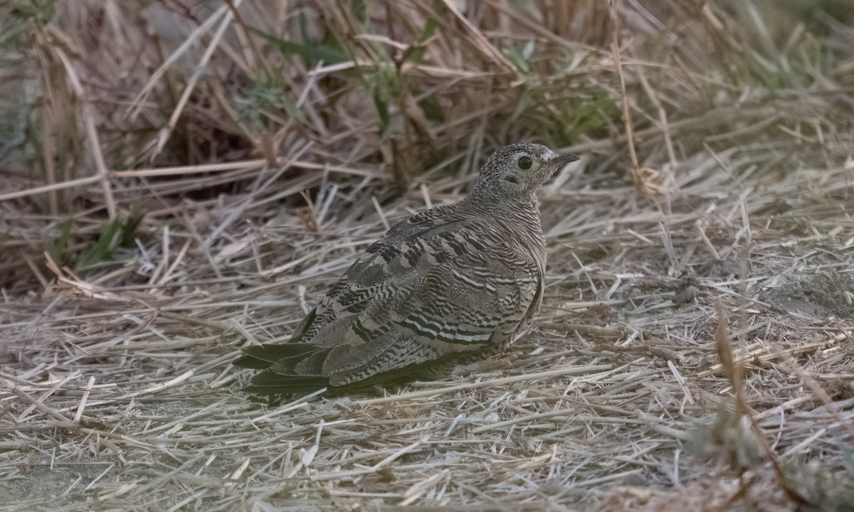 Lichtenstein's Sandgrouse - ML638167896