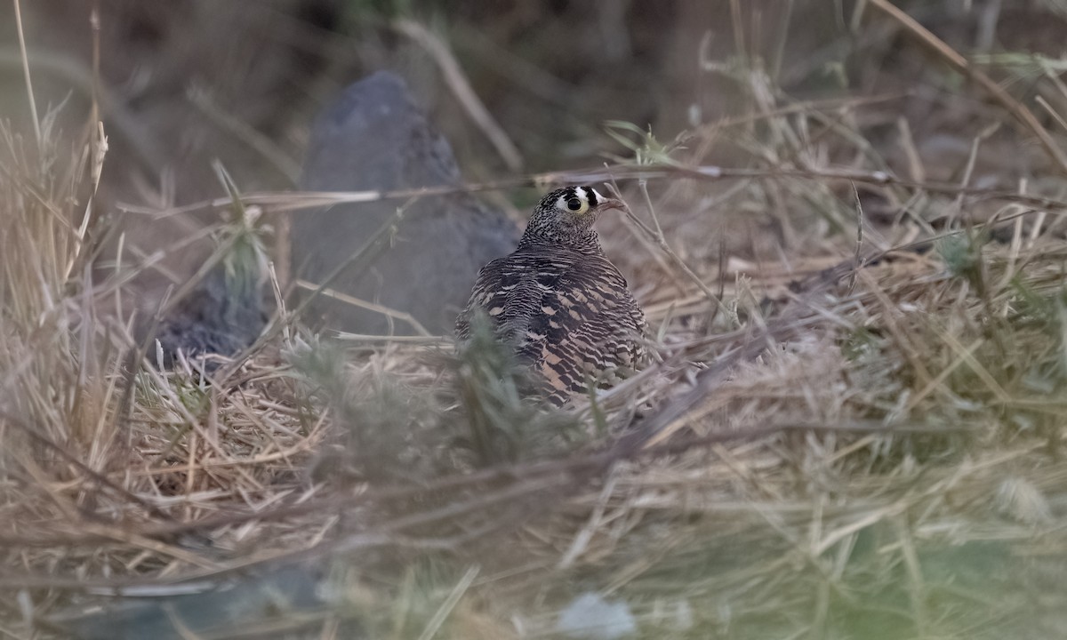 Lichtenstein's Sandgrouse - ML638167897