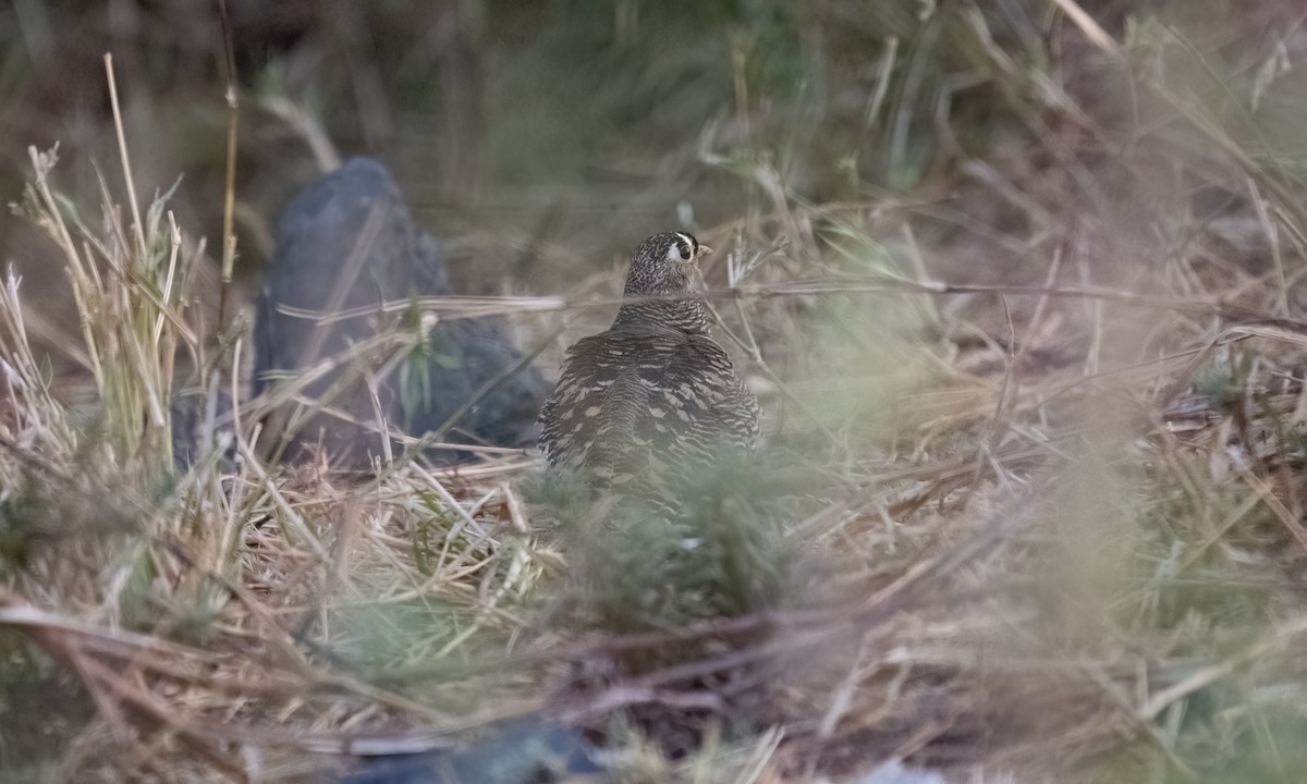 Lichtenstein's Sandgrouse - ML638167900