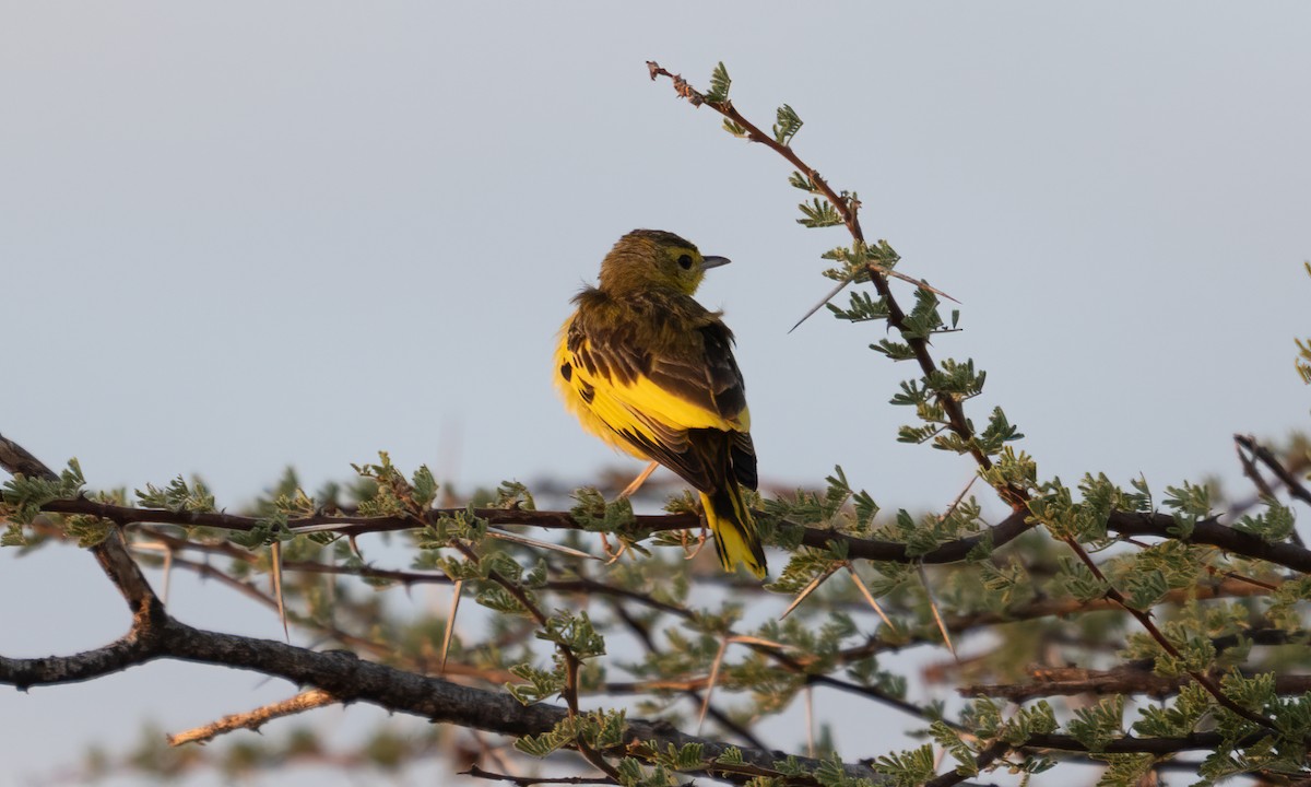Pipit doré - ML638167925