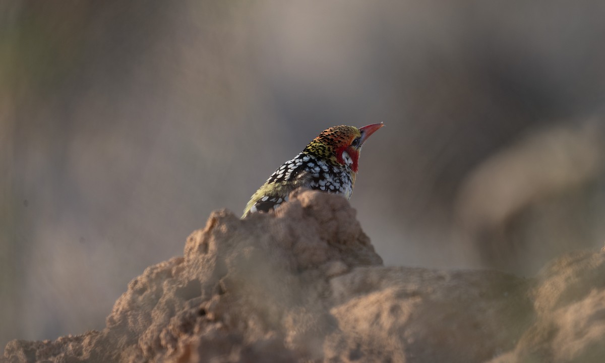 Red-and-yellow Barbet - ML638167934