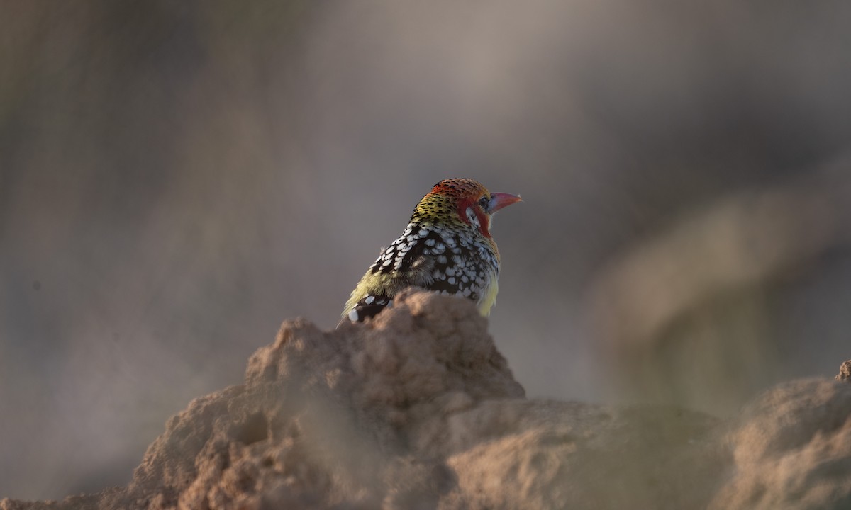 Red-and-yellow Barbet - ML638167935