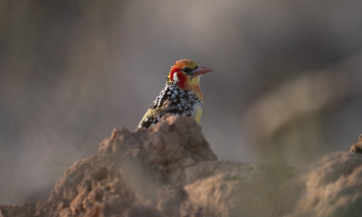 Red-and-yellow Barbet - ML638167936