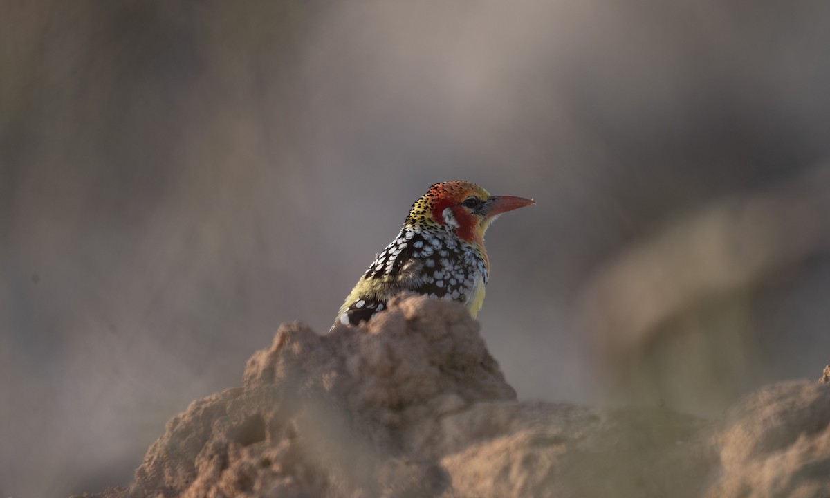Red-and-yellow Barbet - ML638167937