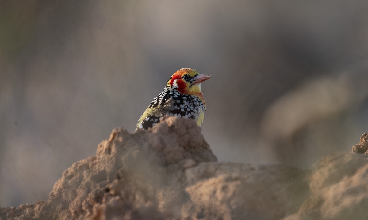 Red-and-yellow Barbet - ML638167938