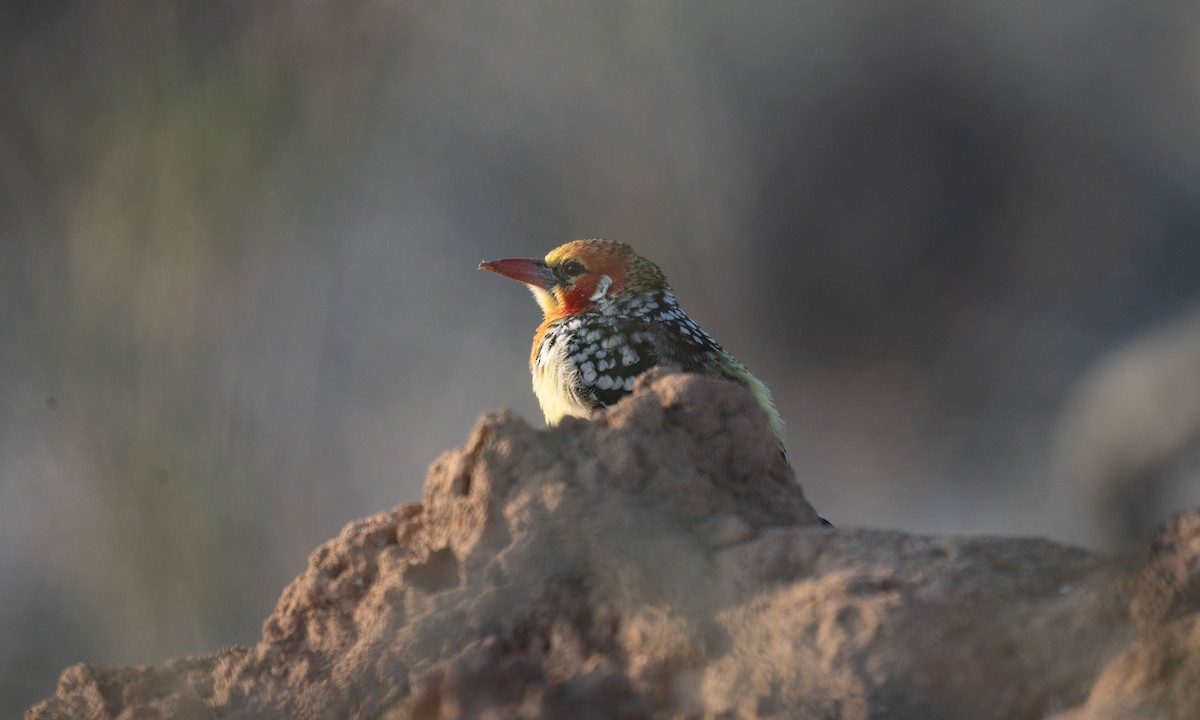 Red-and-yellow Barbet - ML638167939