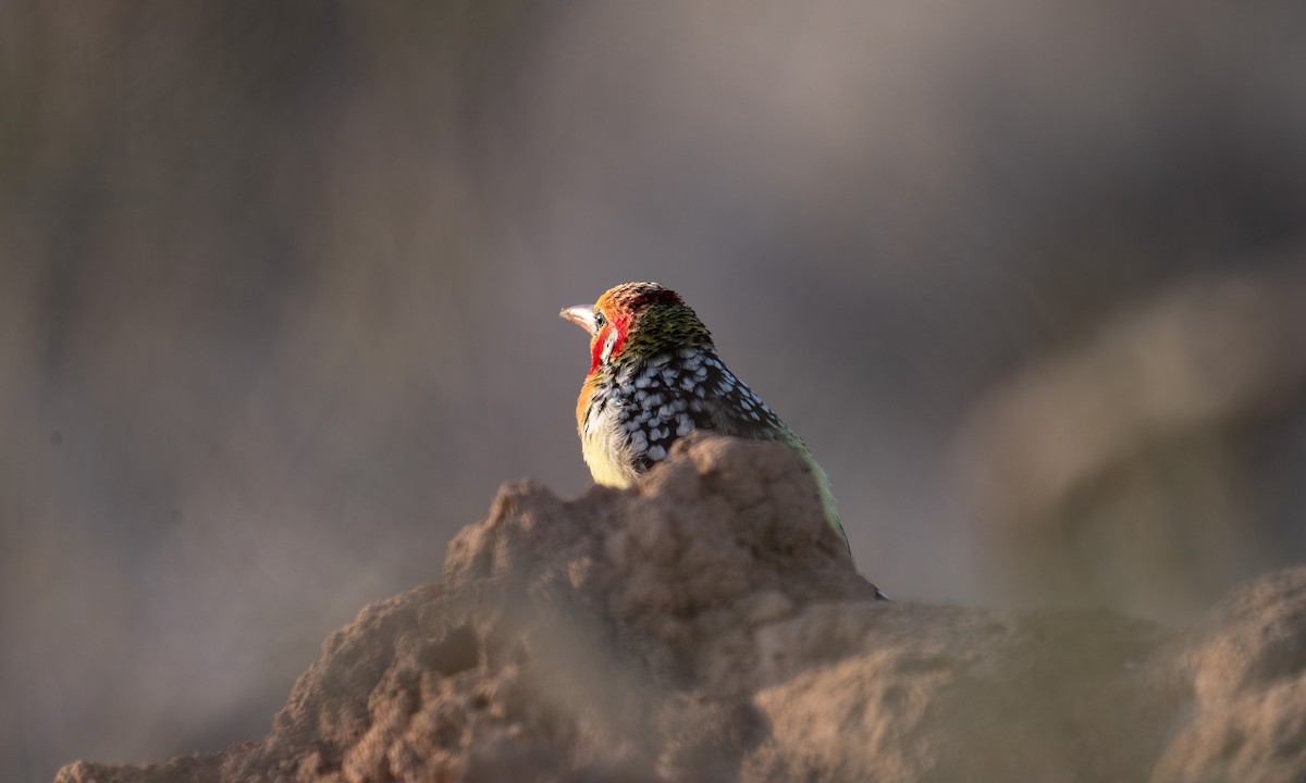 Red-and-yellow Barbet - ML638167940