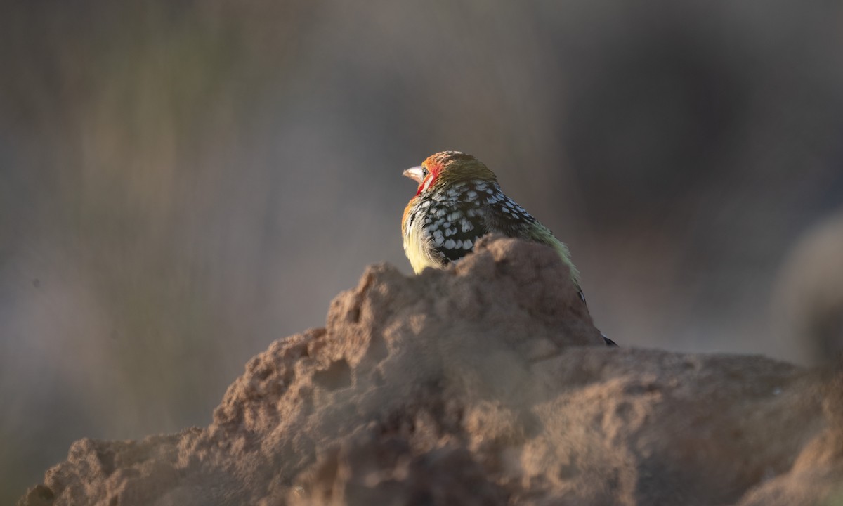 Red-and-yellow Barbet - ML638167941