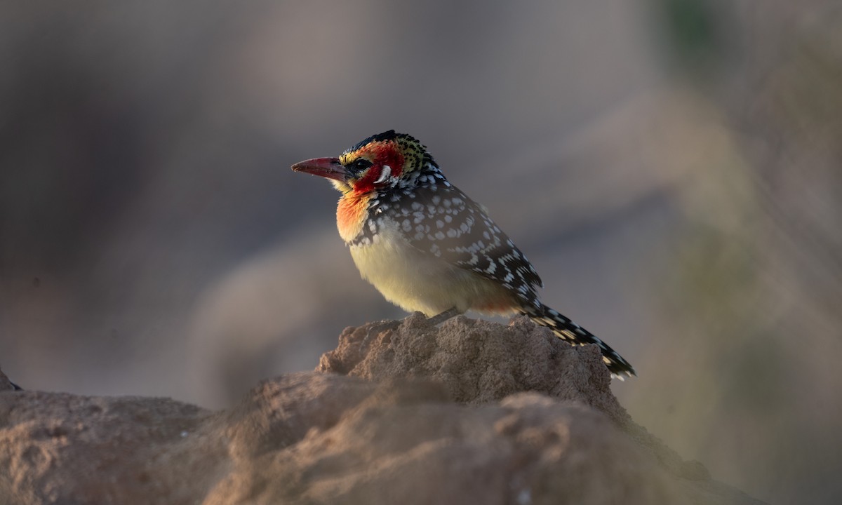 Red-and-yellow Barbet - ML638167942