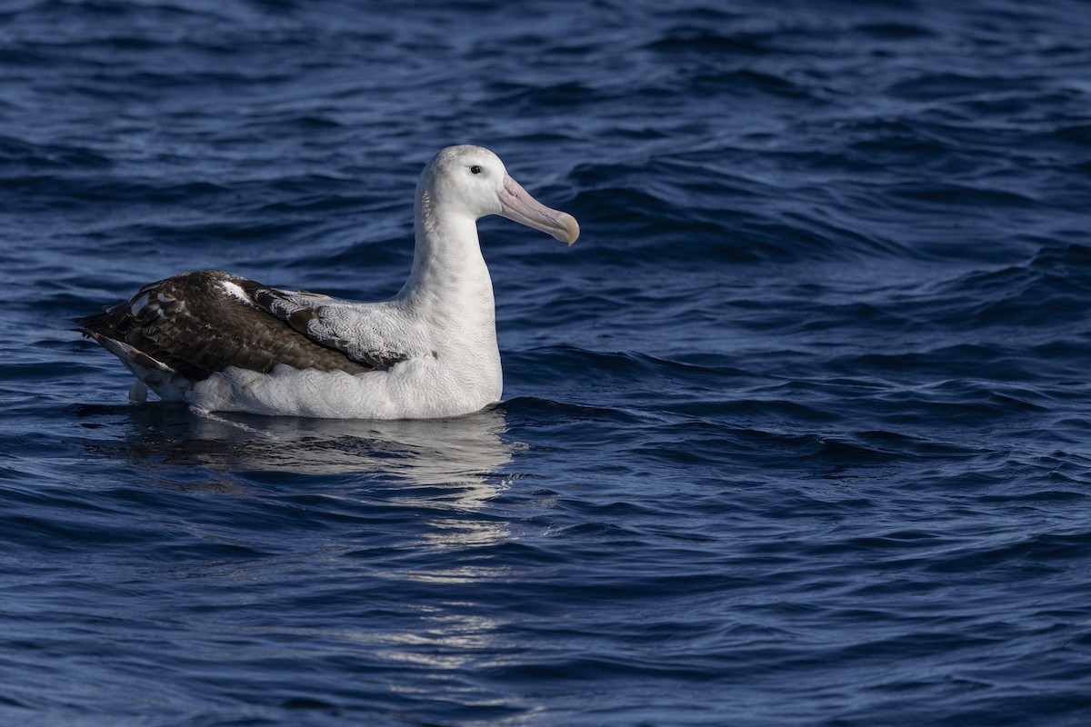Snowy Albatross - ML638167948