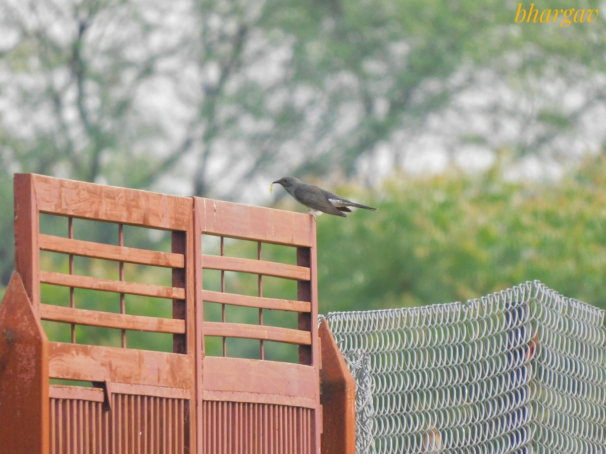 Gray-bellied Cuckoo - ML638167973