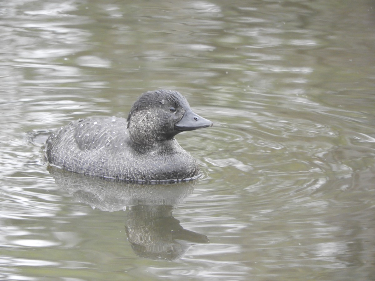 Musk Duck - ML638167997