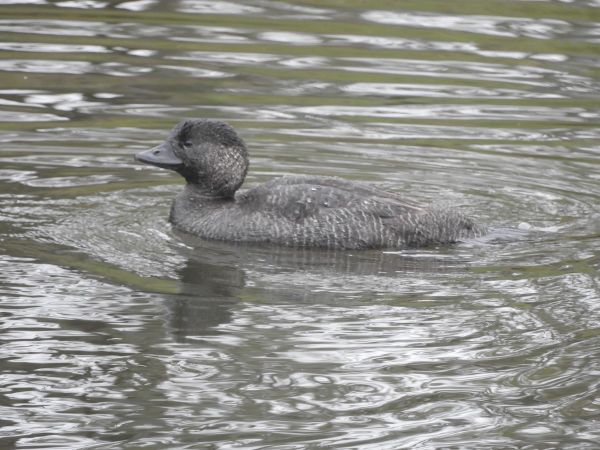 Musk Duck - ML638168013