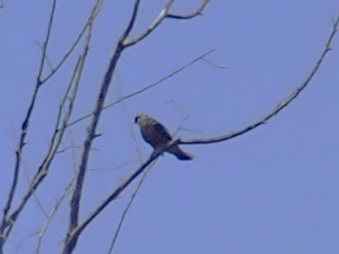 Red-footed Falcon - ML638168035