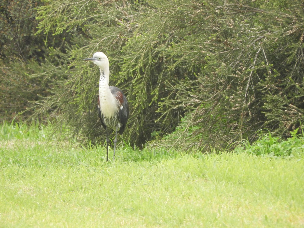 Pacific Heron - ML638168064