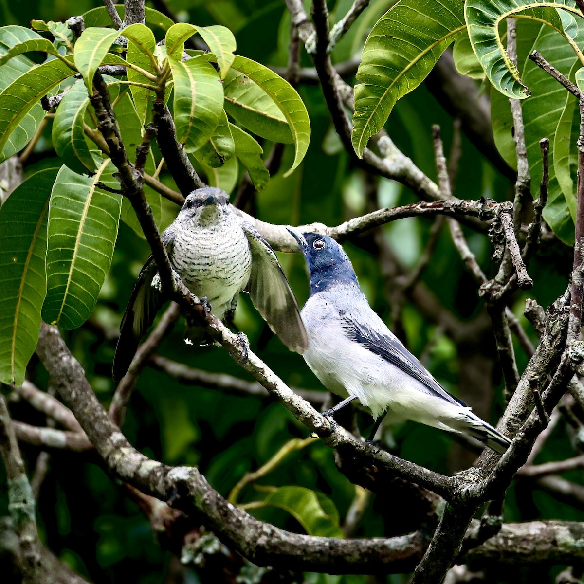 Black-headed Cuckooshrike - ML638168068