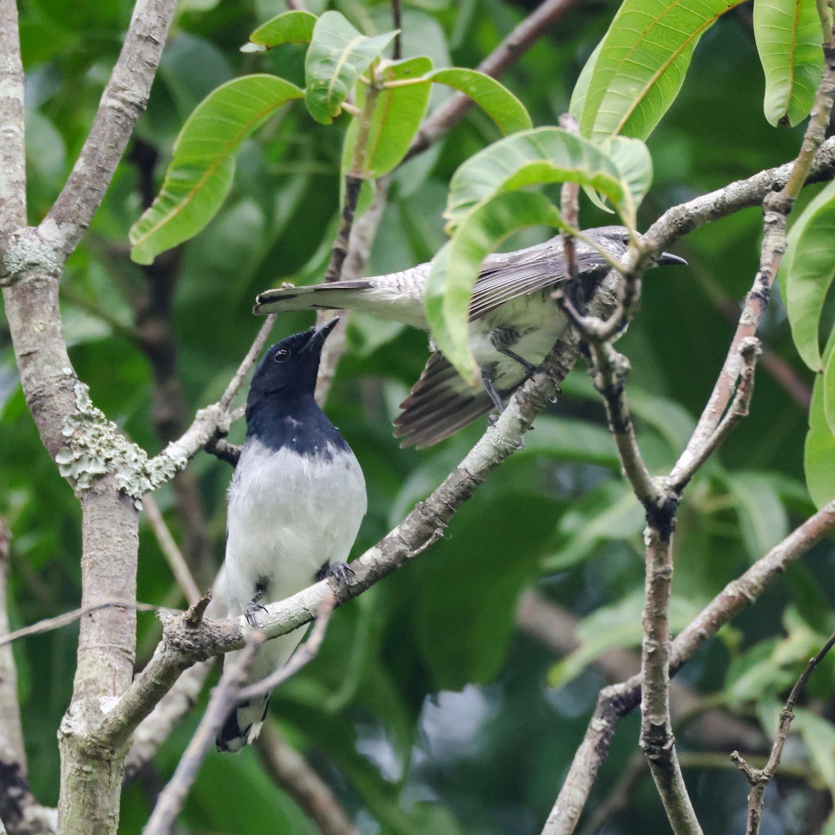 Black-headed Cuckooshrike - ML638168070