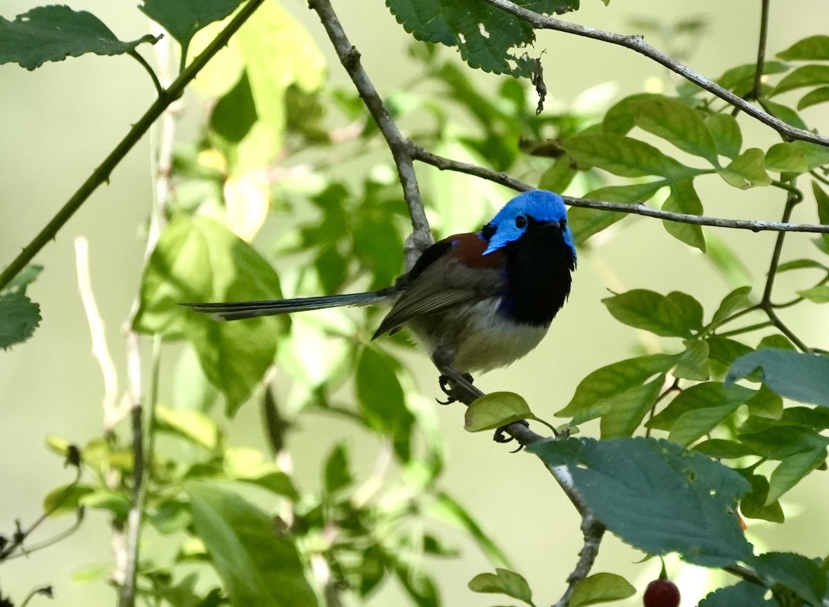 Variegated Fairywren - ML638168099