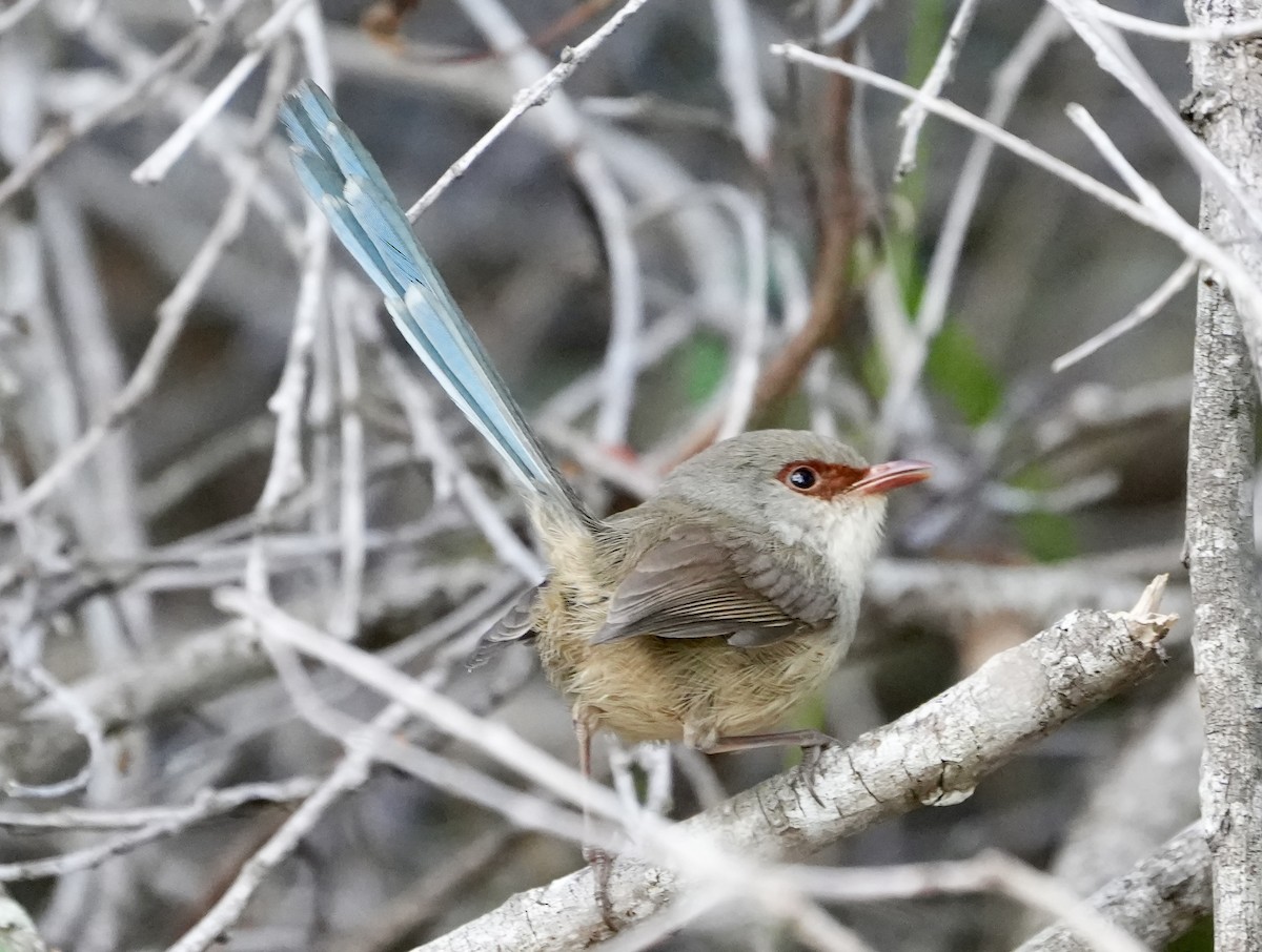Variegated Fairywren - ML638168100