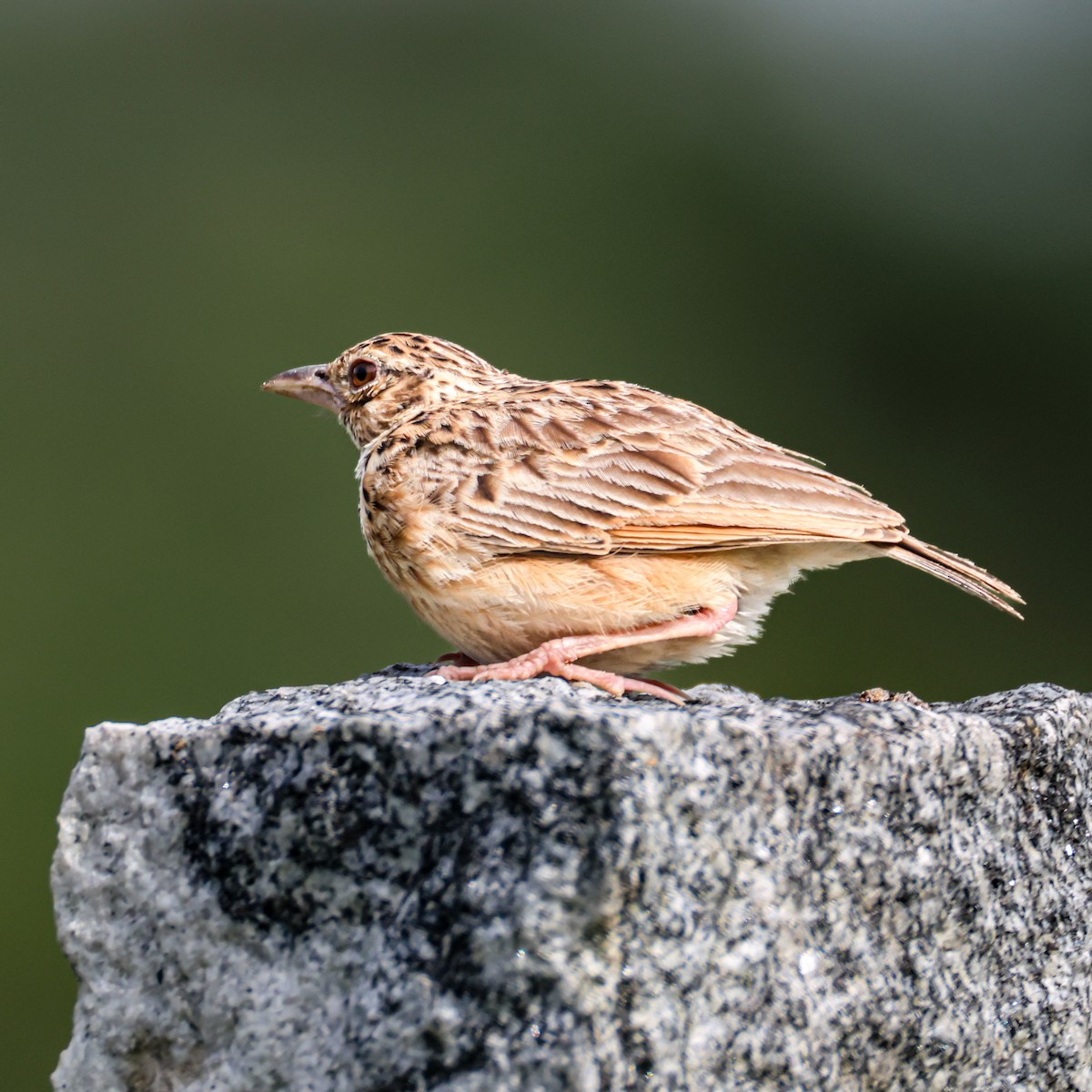 Jerdon's Bushlark - ML638168105