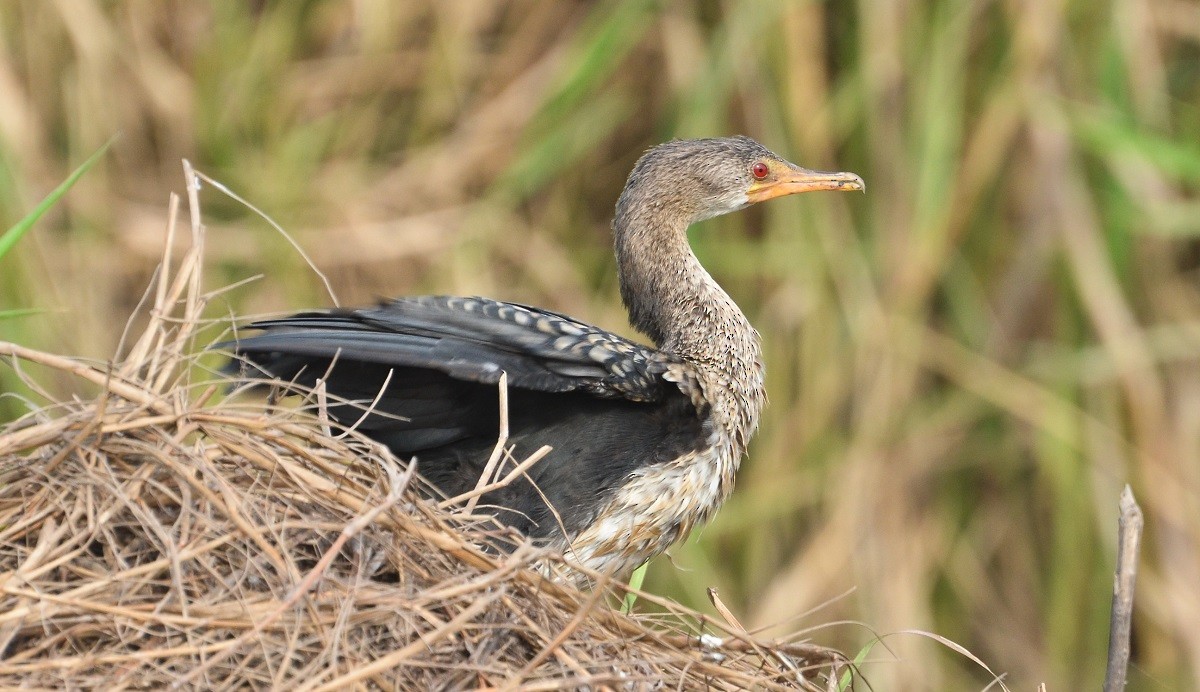 Reed Cormorant - ML638168110