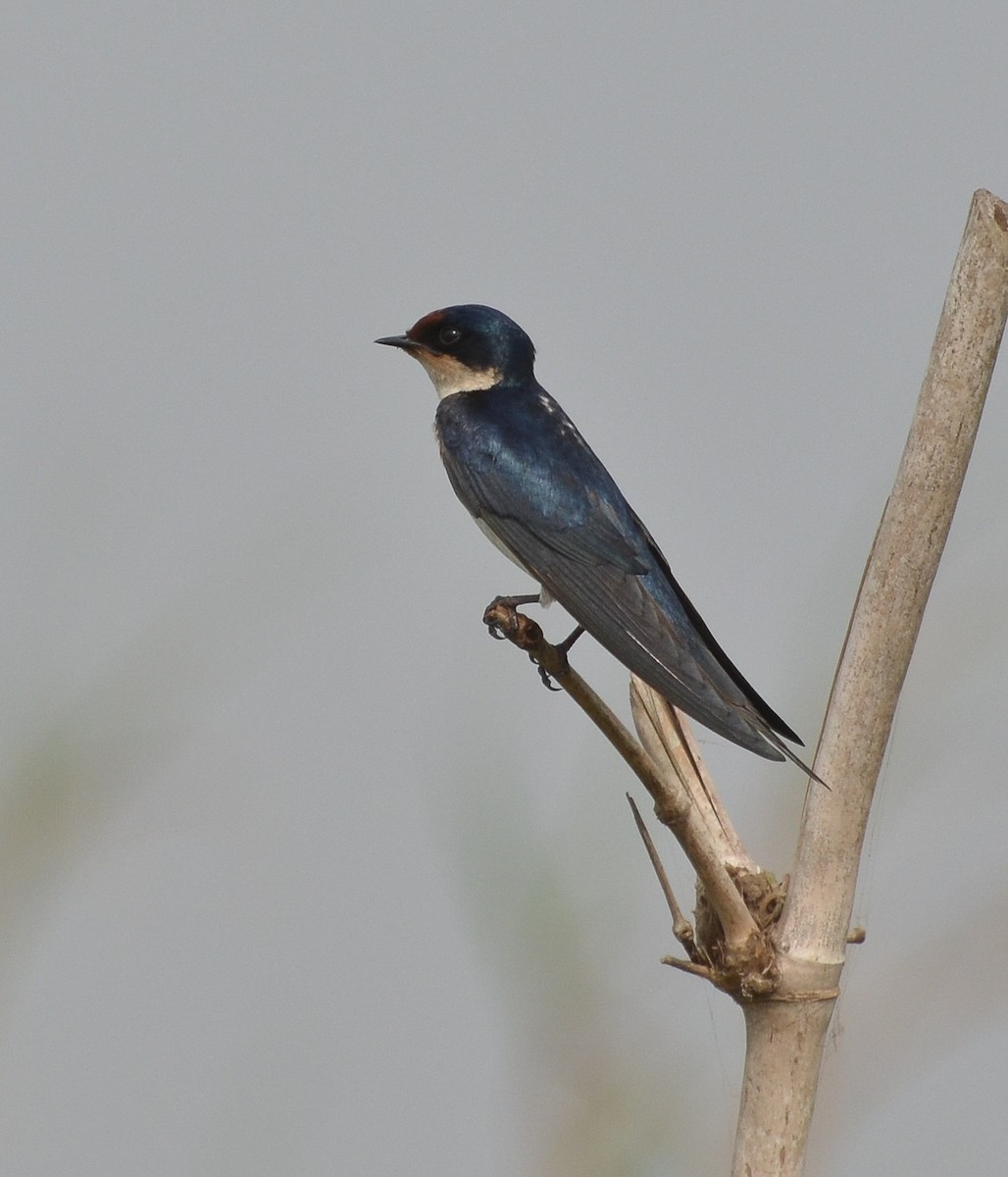 Ethiopian Swallow - ML638168114