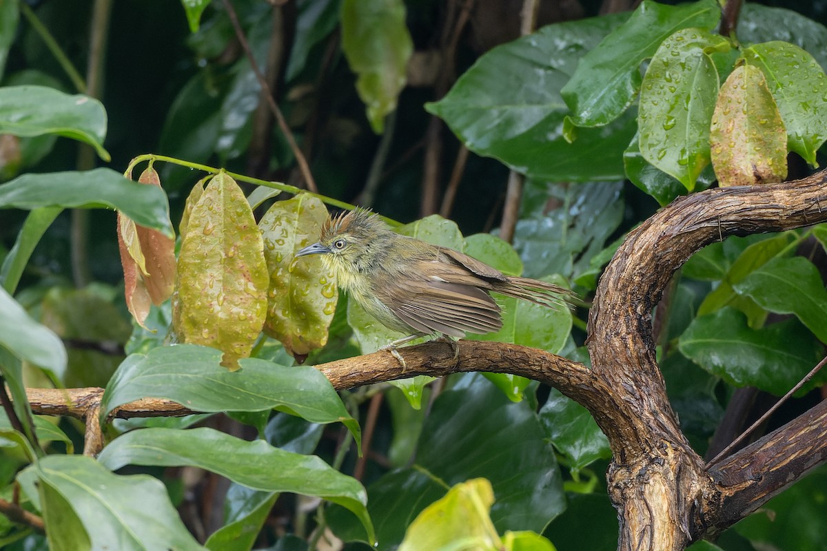 Pin-striped Tit-Babbler - ML638168173