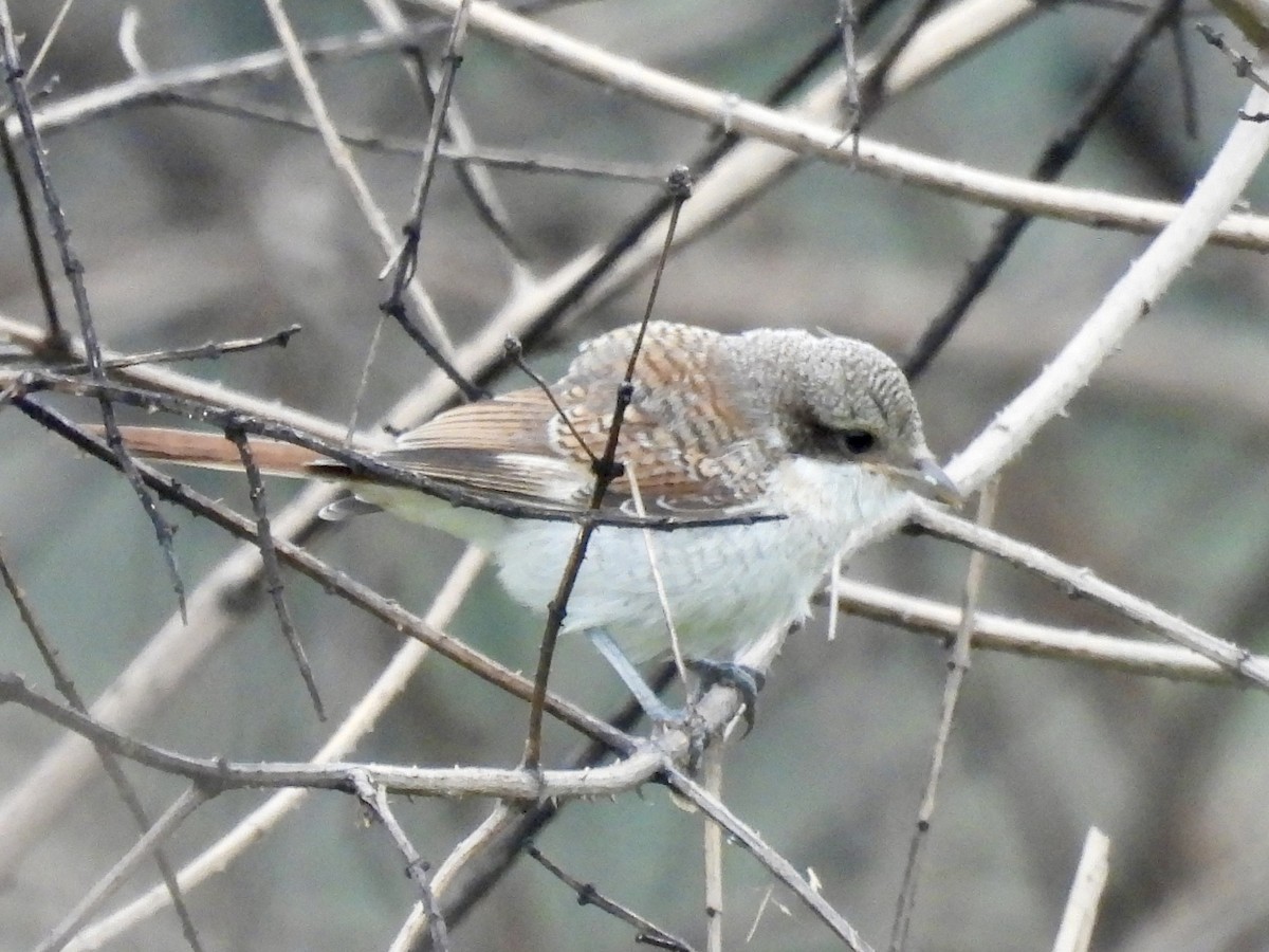Bay-backed Shrike - ML638168182