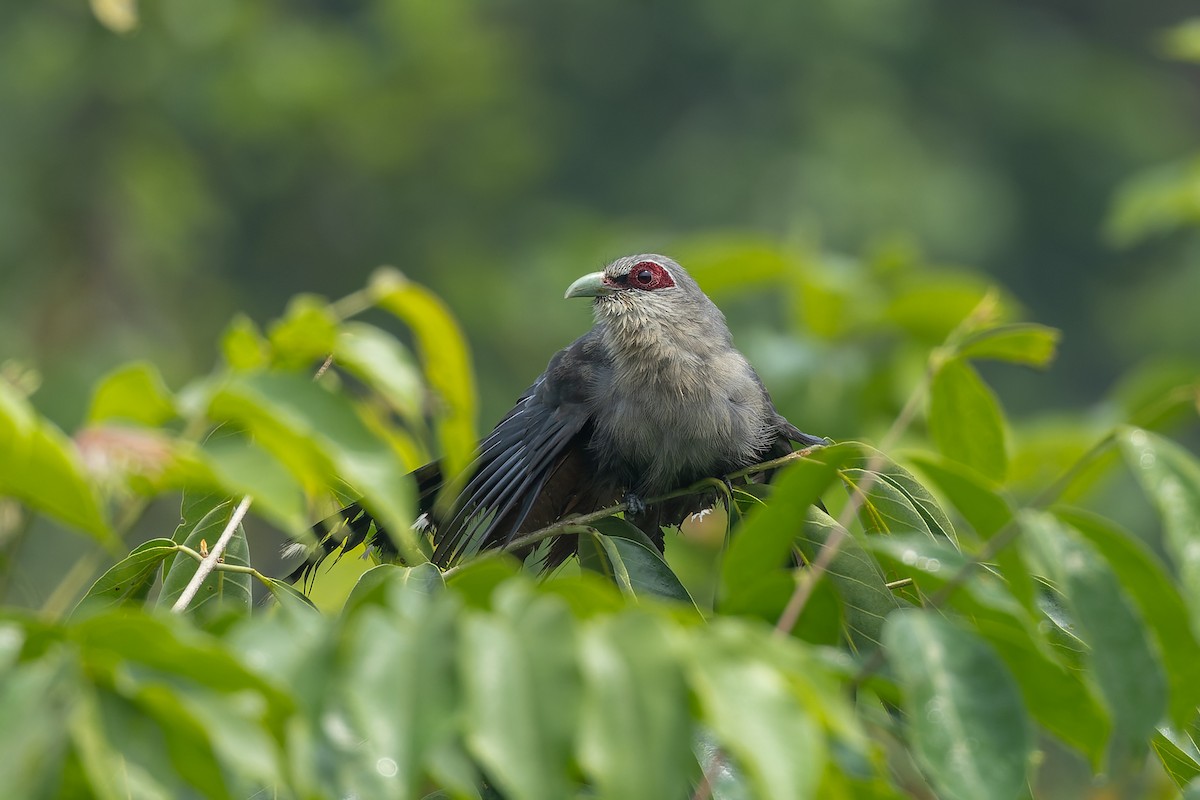 Green-billed Malkoha - ML638168194