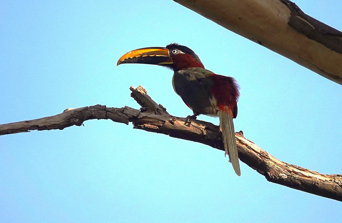 Chestnut-eared Aracari - ML638168195
