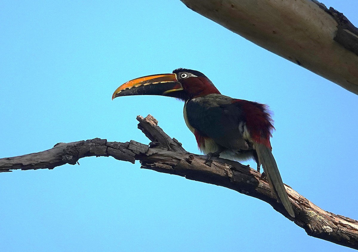 Chestnut-eared Aracari - ML638168196