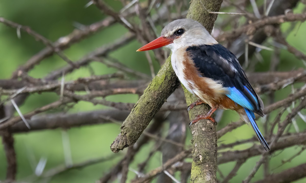 Gray-headed Kingfisher - ML638168200
