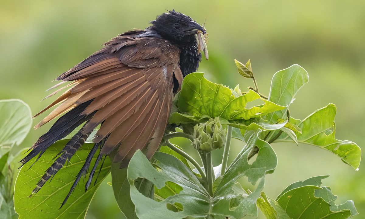 Black Coucal - ML638168205