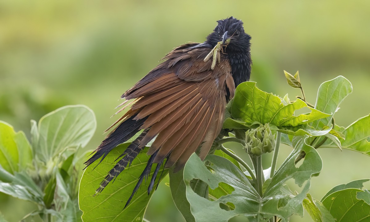 Black Coucal - ML638168206