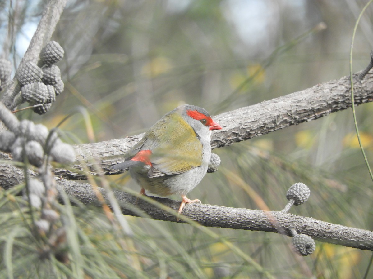 Red-browed Firetail - ML638168212