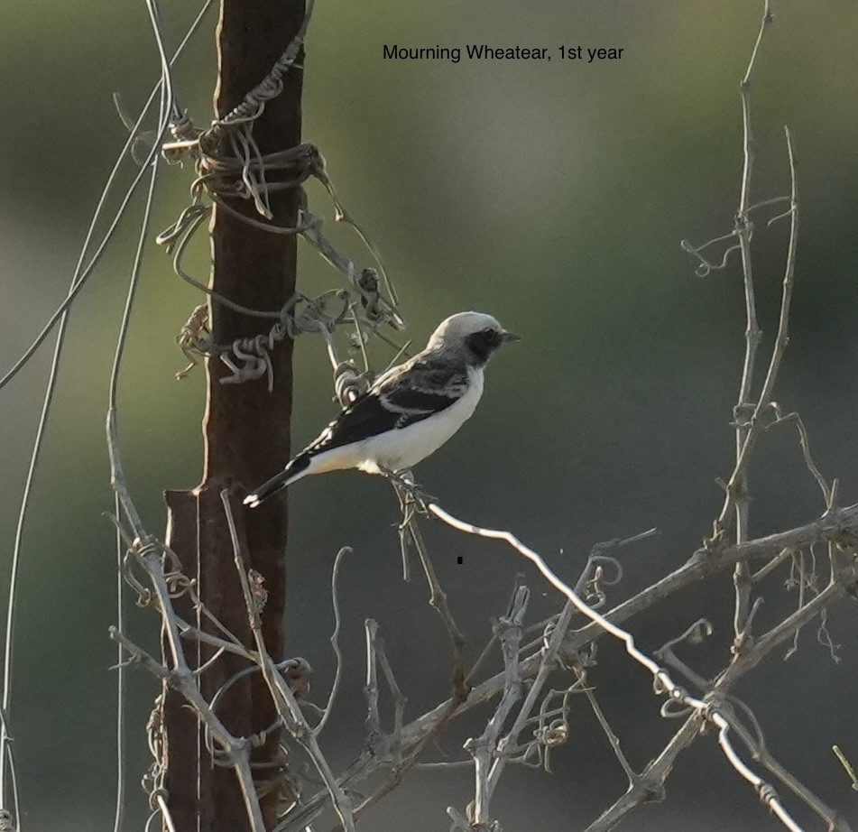 Mourning Wheatear - ML638168214