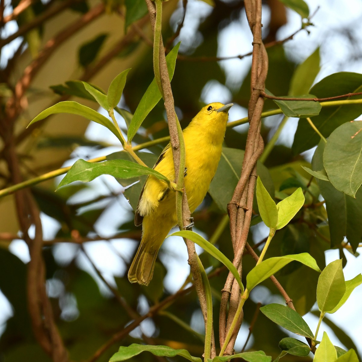 Common Iora - ML638168216